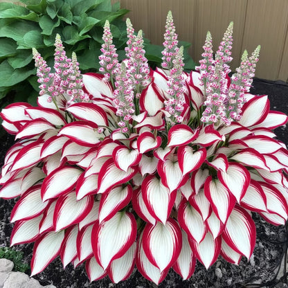 🔥Premium Rare Hosta Seeds🌿Shade-Tolerant Plant